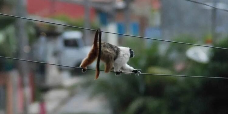 Operação Sauim do Ibama aponta irregularidades e suspende obra em Manaus