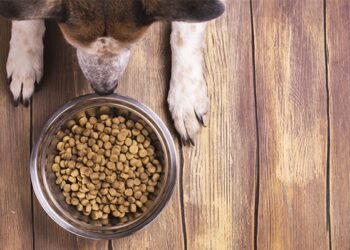 Inscrições do programa ‘Ração do Meu Pet’ são prorrogadas até sexta-feira, 9