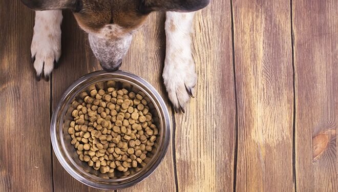 Inscrições do programa ‘Ração do Meu Pet’ são prorrogadas até sexta-feira, 9