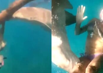 Turista é mordida por tubarão durante mergulho em Fernando de Noronha