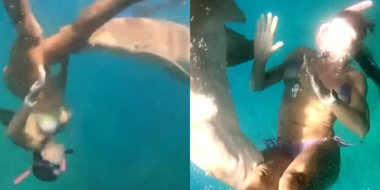 Turista é mordida por tubarão durante mergulho em Fernando de Noronha