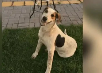 Cachorro comunitário Abacate é morto por um tiro no Paraná