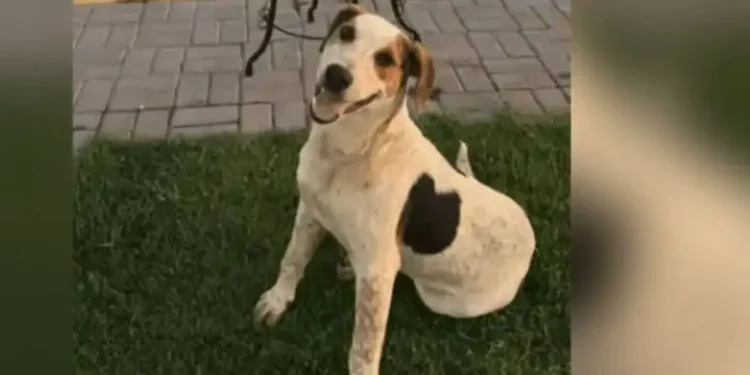 Cachorro comunitário Abacate é morto por um tiro no Paraná