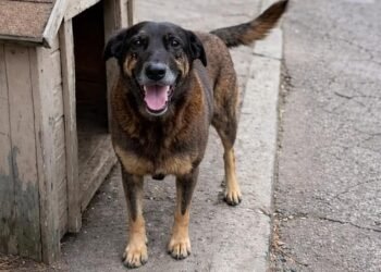 Cão Orelha teria sido agredido por adolescentes em praia de Florianópolis (Foto: Reprodução/Internet)