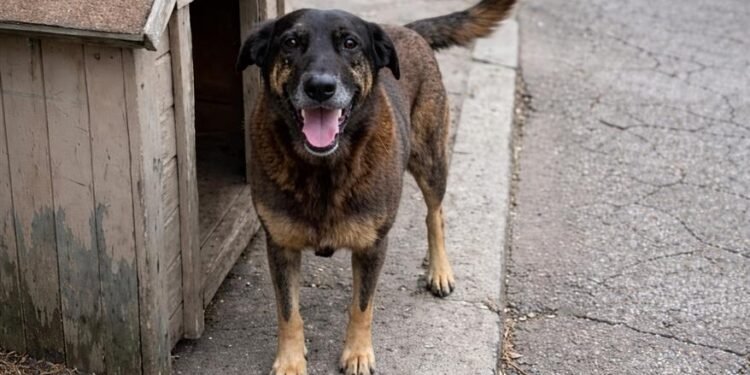 Cão Orelha teria sido agredido por adolescentes em praia de Florianópolis (Foto: Reprodução/Internet)