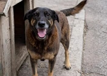 Cão Orelha teria sido agredido por adolescentes em praia de Florianópolis (Foto: Reprodução/Internet)