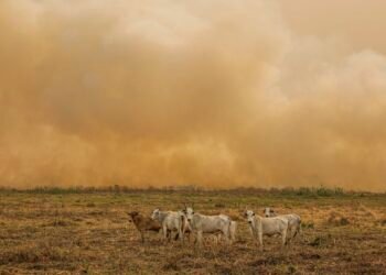 Janeiro tem número de focos de calor duas vezes maior que a média