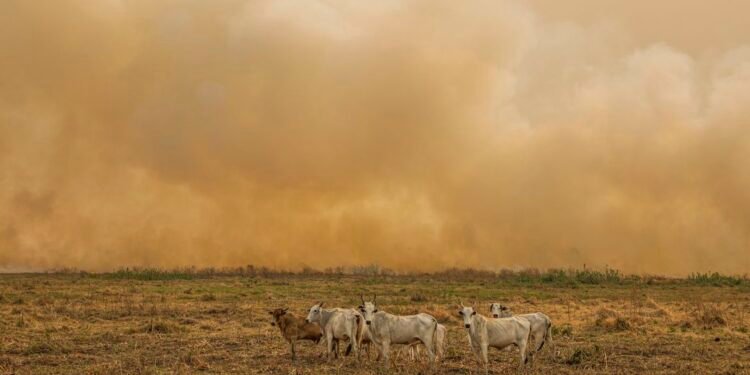 Janeiro tem número de focos de calor duas vezes maior que a média