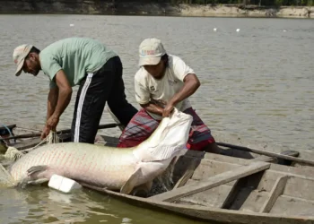 Pesquisa inédita com genoma protege espécies de peixes da Amazônia