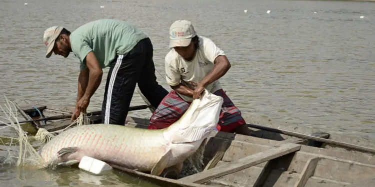 Pesquisa inédita com genoma protege espécies de peixes da Amazônia