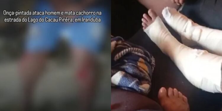 onça-pintada ataca morador