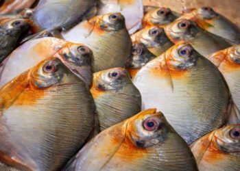 pacu-peixe-doença-haff