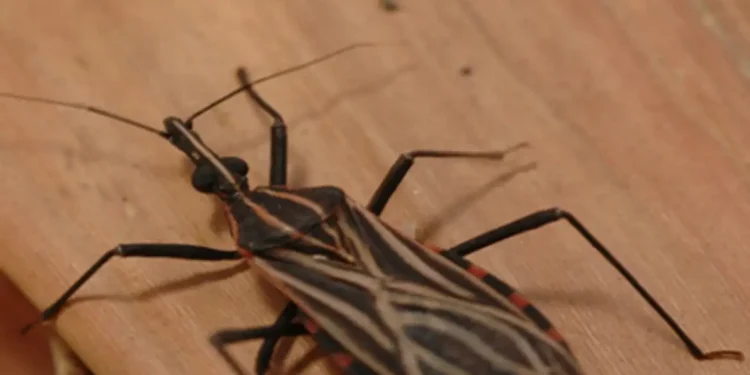 Ananindeua, no Pará, tem surto de casos da doença de Chagas