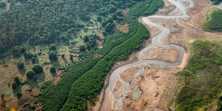 Dezesseis projetos concorrem em edital para restauração da Amazônia