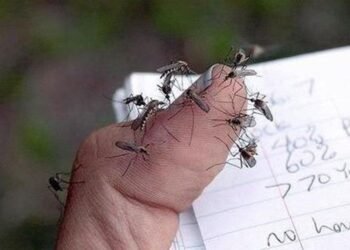 Amazonas registra mais de mil casos suspeitos de arboviroses em 2026