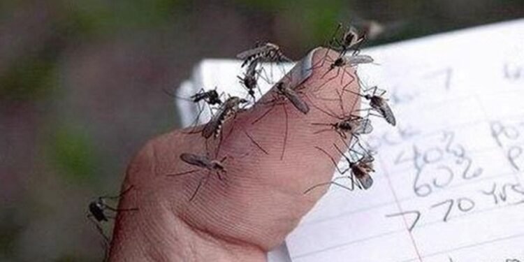 Amazonas registra mais de mil casos suspeitos de arboviroses em 2026