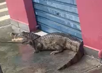 Jacaré é resgatado após aparecer em calçada durante chuva na zona Leste de Manaus