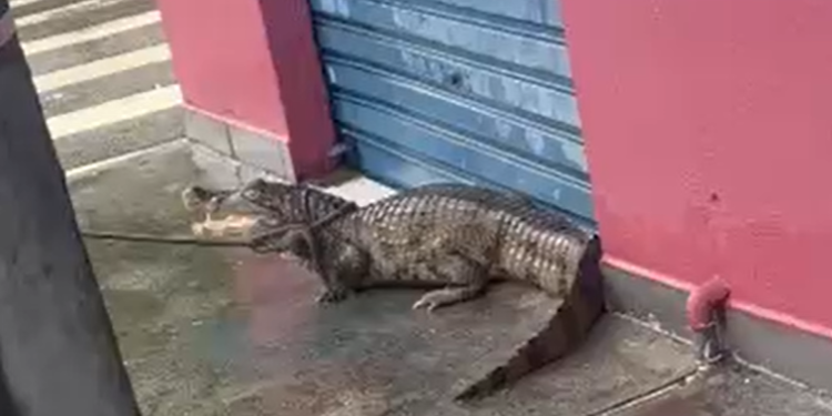Jacaré é resgatado após aparecer em calçada durante chuva na zona Leste de Manaus