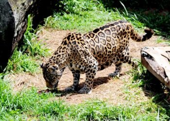 Resgatada em Manaus, onça-pintada morre aos 25 anos em zoológico de SP