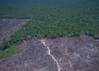 Amazônia Legal: desmatamento prevalece em torno de áreas protegidas