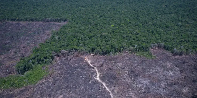 Amazônia Legal: desmatamento prevalece em torno de áreas protegidas