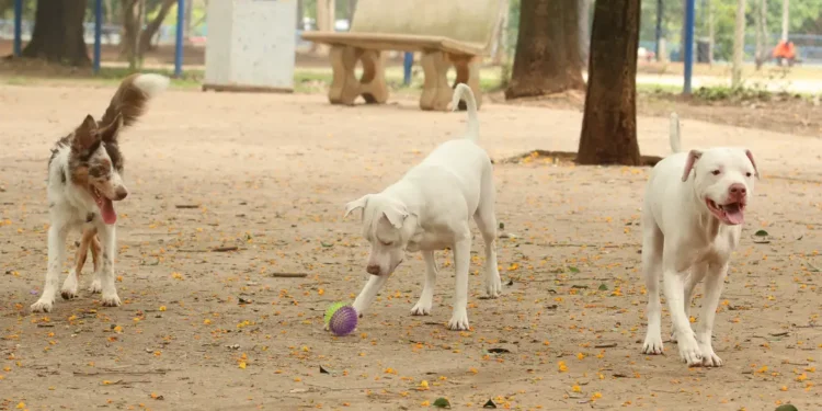 Estatuto dos Cães e Gatos prevê penas para quem maltratar animais