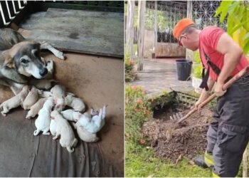 Dez filhotes de cachorro são resgatados debaixo de calçada em Maués