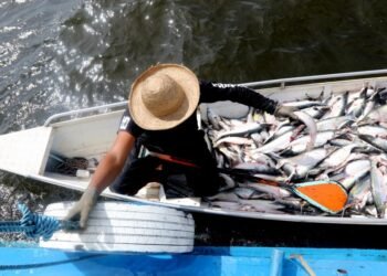 Mapará ganha preço mínimo de R$ 4 por quilo em encontro que organiza temporada de pesca no Amazonas