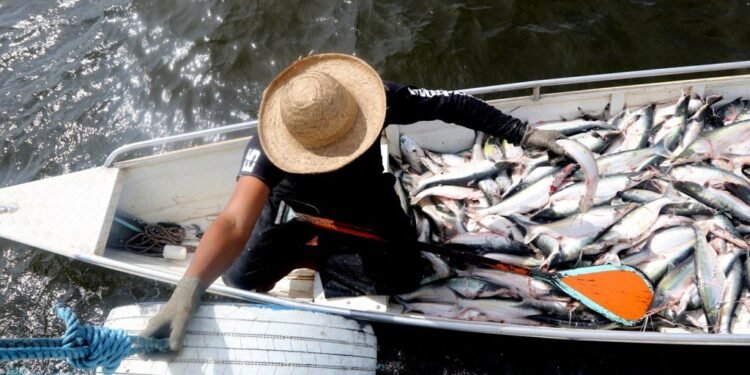 Mapará ganha preço mínimo de R$ 4 por quilo em encontro que organiza temporada de pesca no Amazonas