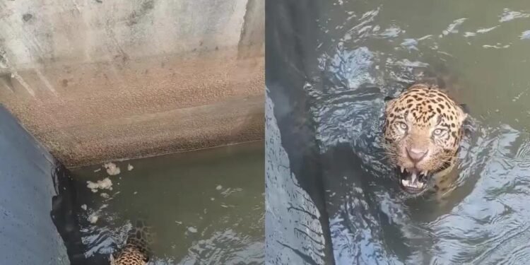 Onça-pintada é resgatada após ficar presa em canal de hidrelétrica
