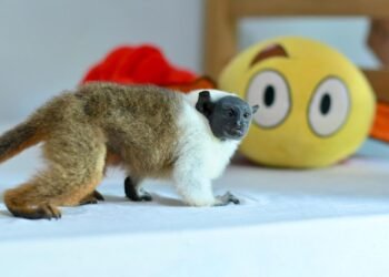 Símbolo de Manaus, sauim-de-coleira é resgatado pelo Ipaam no bairro Nova Cidade