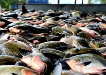 Período de defeso do tambaqui termina no Amazonas nesta terça-feira, 31