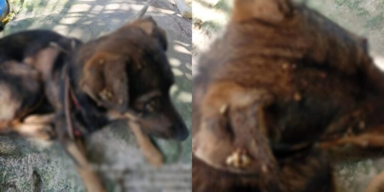 Cães são resgatados em situação de maus-tratos e jovem é preso em Manaus