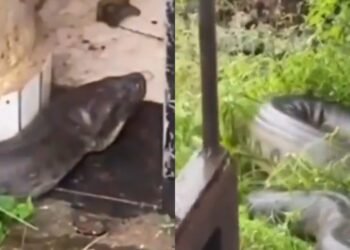 VÍDEO: Sucuri gigante surge em área residencial e assusta moradores