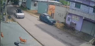 VÍDEO: Motorista sobe em calçada e atropela cães comunitários no bairro Parque 10, em Manaus