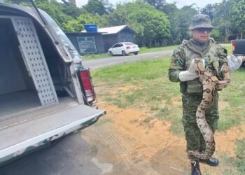 Jiboia de três metros é resgatada dentro de escola na zona Norte de Manaus