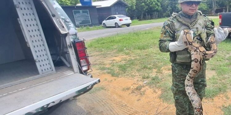 Jiboia de três metros é resgatada dentro de escola na zona Norte de Manaus