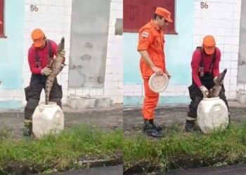 Filhote de jacaré é resgatado na Cidade Nova, em Manaus