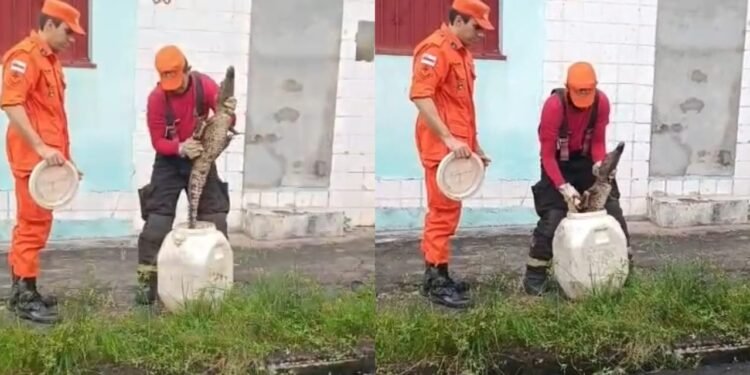 Filhote de jacaré é resgatado na Cidade Nova, em Manaus