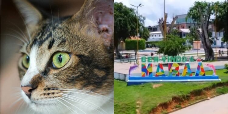 Abandono de animais vira alvo do MP e Maraã deve adotar medidas urgentes