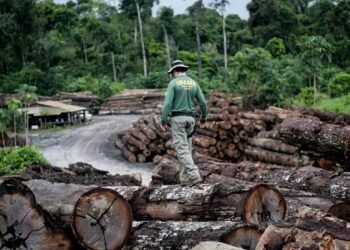 Amazonas reduz desmatamento em 30% e reforça combate ambiental em 2026