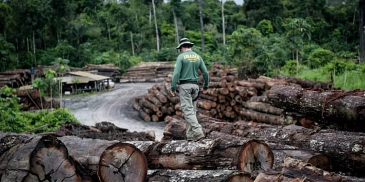 Amazonas reduz desmatamento em 30% e reforça combate ambiental em 2026