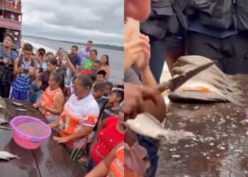 Peixe jaraqui competição