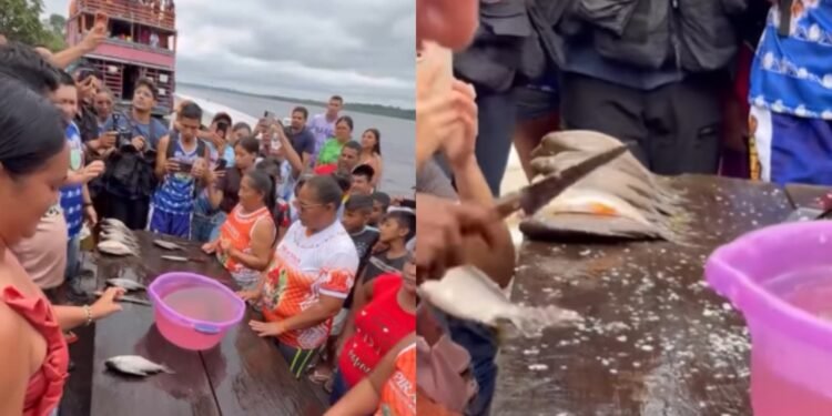 Peixe jaraqui competição