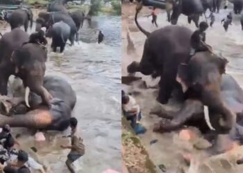 Mulher morre esmagada em bioparque durante briga entre elefantes