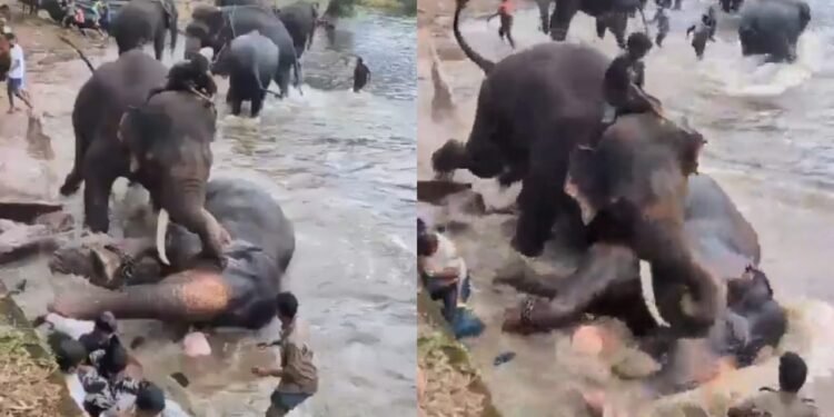 Mulher morre esmagada em bioparque durante briga entre elefantes