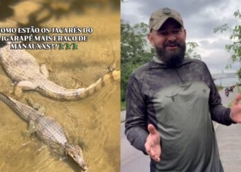 Vídeo explica presença de jacarés-tinga em igarapé