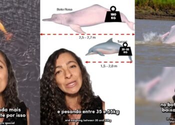 Boto Amazônia explicação