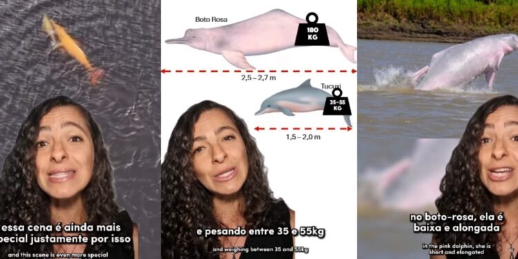 Boto Amazônia explicação