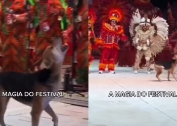 Cachorro caramelo invade arena e vira atração durante apresentação do Garantido em Parintins